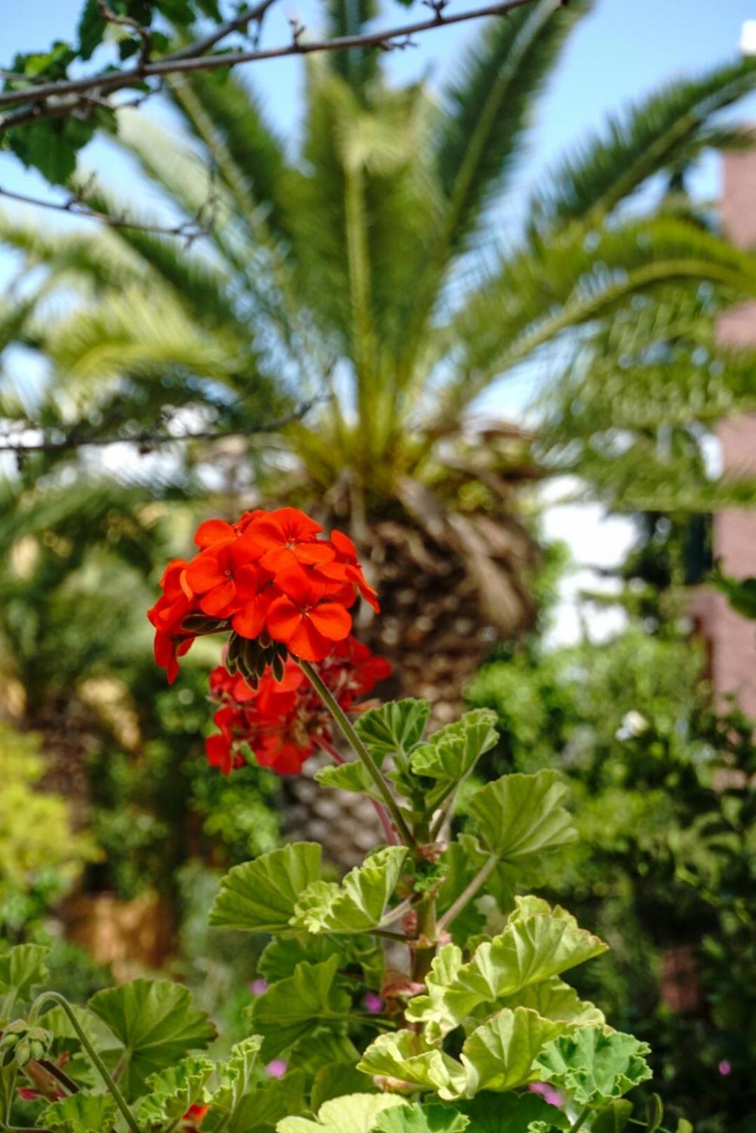 Vagia Traditional, Aegina Island Zewnętrze zdjęcie
